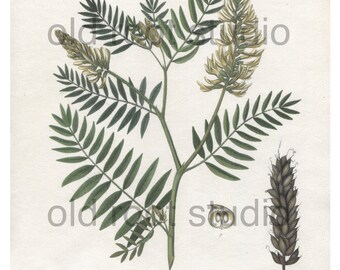 Antique Botanical Print, 1843, Astragalus Canadensis, Canadian Milk Vetch, Antique Illustration, Hand Colored, Vintage Print, Antique Print