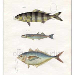 Hand Colored, Original Antique Print of Fish Pilot Fish, Silverside, Amberjack, 1842. Original Antique Illustration Salt Water Ocean image 1