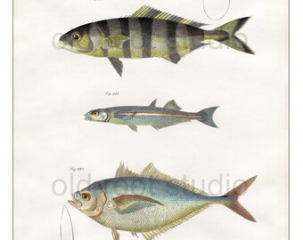 Hand Colored, Original Antique Print of Fish; Pilot Fish, Silverside, Amberjack, 1842. Original Antique Illustration Salt Water Ocean