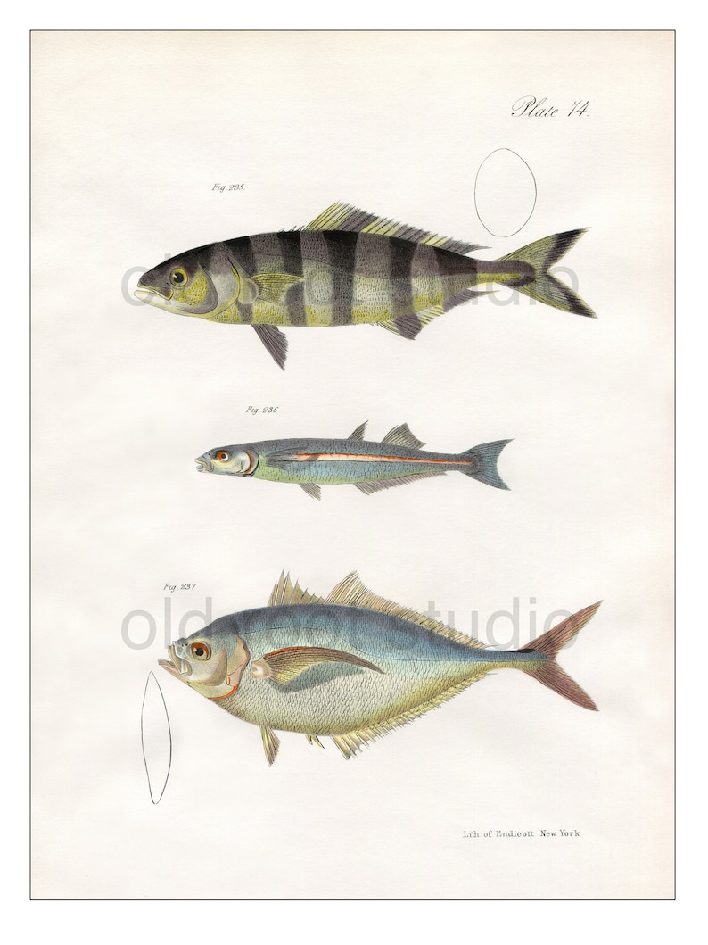 Hand Colored, Original Antique Print of Fish Pilot Fish, Silverside, Amberjack, 1842. Original Antique Illustration Salt Water Ocean image 1