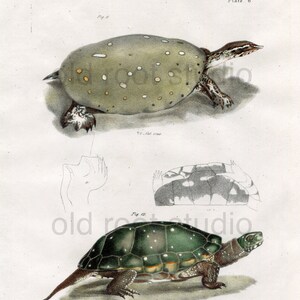 Pode incluir: Uma ilustração vintage de duas tartarugas. A imagem superior mostra uma tartaruga verde manchada com uma cabeça marrom. A imagem inferior mostra uma tartaruga verde com uma cabeça preta e uma cauda marrom. A ilustração é rotulada como "Placa 6" e inclui o texto "Lith. of Endicott, New York."