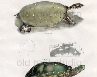 Turtles, Original Antique Print, Hand Painted, 1842; Soft Shelled Turtle and Spotted Turtle, Original Antique Illustration Hand Painted