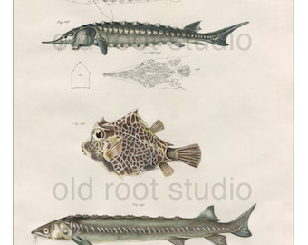 Hand Colored, Original Antique Print of Fish; Sturgeon, Trunk Fish, 1842. Original Antique Illustration Fresh Water Salt Water Ocean