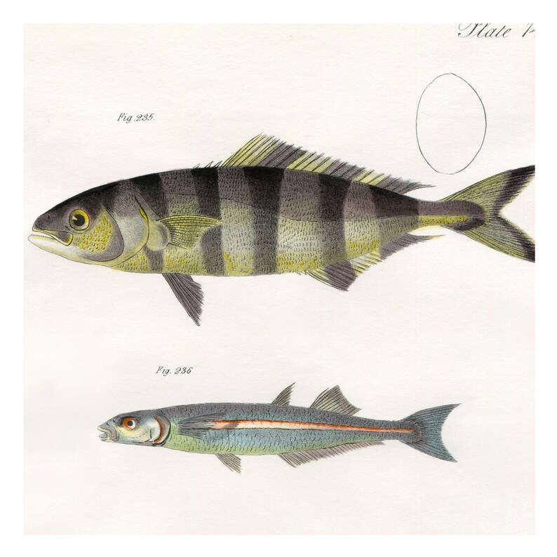 Hand Colored, Original Antique Print of Fish Pilot Fish, Silverside, Amberjack, 1842. Original Antique Illustration Salt Water Ocean image 3