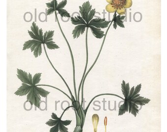 Antique Botanical Print, 1843, Trollius Laxus, Yellow Globe Flower, Antique Illustration, Hand Colored, Vintage Print, Antique Print