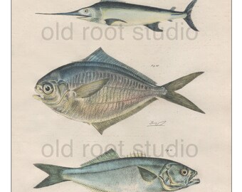 Fish, Original Antique Print, Hand Painted, 1842; Swordfish, Harvest Fish, Blue Fish, Original Antique Illustration