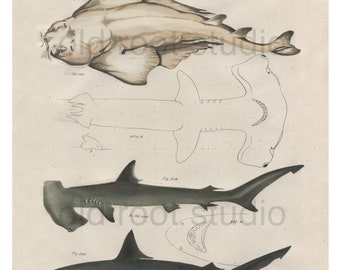 Hand Colored, Original Antique Print of Fish; Angel Shark, Hammerhead Shark, Porbeagle, 1842. Original Antique Illustration Lake Ocean