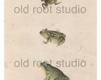 Hand Colored, Original Antique Print of a Common Toad, Spadefoot Toad and Bull Frog, 1842. Original Antique Illustration