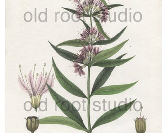 Antique Botanical Print, 1843, Decodon Verticillatus, Swamp Loosestrife, Antique Illustration, Hand Colored, Vintage Print, Antique Print