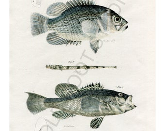 Hand Colored, Original Antique Print of Fish; White and Black Bass and Aspidophore, 1842