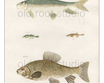 Hand Colored, Original Antique Print of Fish; White Sucker, Chubsucker, 1842. Original Antique Illustration Fresh Water, Lake Fish