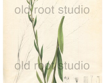 Antique Botanical Print, 1843, Solidago Ohioensis or Ohio Goldenrod, Antique Illustration, Hand Colored, Vintage Print, Antique Print