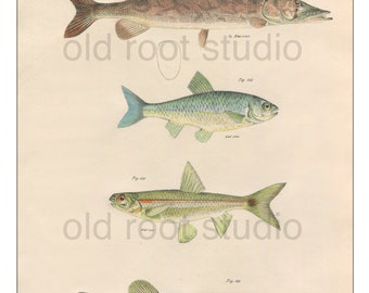Hand Colored, Original Antique Print of Fish; Pickerel, 1842. Original Hand Colored Antique Illustration