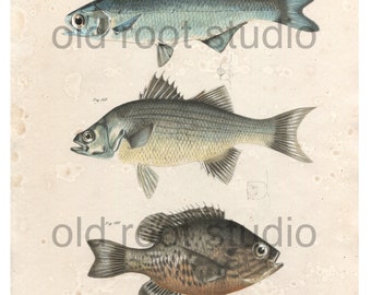 Hand Colored, Original Antique Print of Fish; Mooneye, White Lake Bass, Pond Fish or Sunfish, 1842. Original Antique Illustration Lake