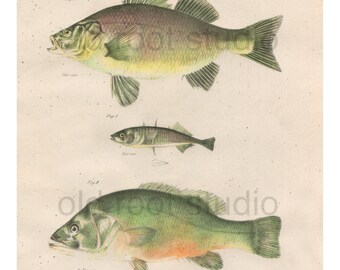 Fish, Original Antique Print, Hand Painted, 1842; Ruddy Bass, Black Bass, Stickleback, Original Antique Illustration Salt Water Ocean