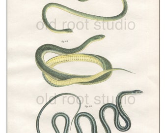 Snakes, Original Antique Print, Hand Painted, 1842; Grass Snake, Yellow Bellied, Ribbon Snake, Original Antique Illustration Hand Painted