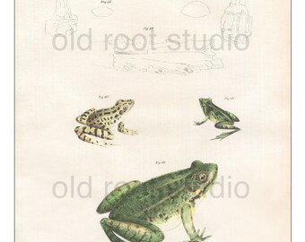 Frogs, Original Antique Print, Hand Painted, 1842; Marsh Tree Frog, Cricket Tree Toad, Northern Bullfrog, Original Antique Illustration