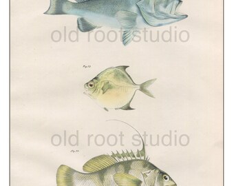 Fish, Original Antique Print, Hand Painted, 1842; Groper, Trachinote, Coachman, Original Antique Illustration Hand Painted
