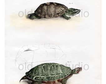 Hand Colored, Original Antique Print of a Musk Tortoise and Red-Bellied Turtles, 1842. Original Antique Illustration Terrapin