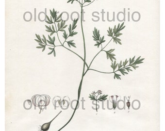 Antique Botanical Print, 1843, Erigenia bulbosa or Bulbous rooted Erigenia, Antique Illustration, Hand Colored, Vintage Print, Antique Print