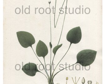 Antique Botanical Print, 1843, Parnassia Caroliniana or Carolina Grass of Parnassus, Antique Illustration, Hand Colored, Vintage Print