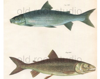 Fish, Original Antique Print, Hand Painted, 1842; White Fish and Mackinaw Salmon. Original Antique Illustration Fresh Water, Ocean