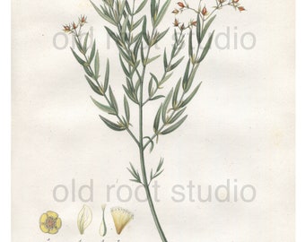 Antique Flower Print, 1843, Hypericum Kalmii, Kalm's St. John's Wort, Antique Illustration, Hand Colored, Vintage Print, Antique Print