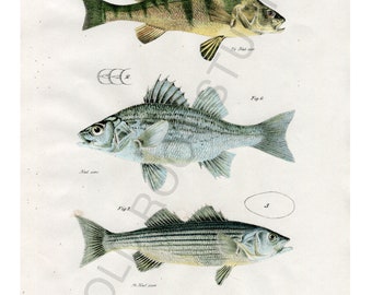 Hand Colored, Original Antique Print of Fish; Yellow Perch, White and Striped Bass, 1842