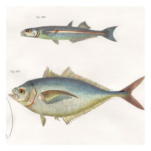 Hand Colored, Original Antique Print of Fish Pilot Fish, Silverside, Amberjack, 1842. Original Antique Illustration Salt Water Ocean image 4