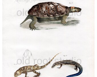 Hand Colored, Original Antique Print of Muhlenberg Tortoise and Blue Tailed Skink, 1842. Original Antique Illustration Turtles Lizards