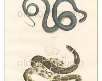 Snakes, Original Antique Print, Hand Painted, 1842; Black Snake, Chain Snake, Original Antique Illustration Zoology, Natural History