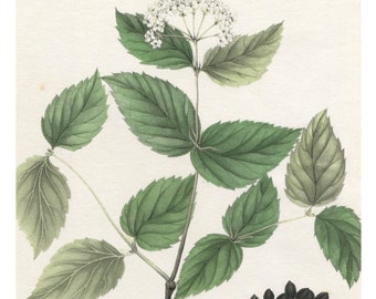 Antique Botanical Print, 1843, Viburnum dentatum pubescens, Smooth Arrowwood, Antique Illustration, Hand Colored Vintage Print Antique Print
