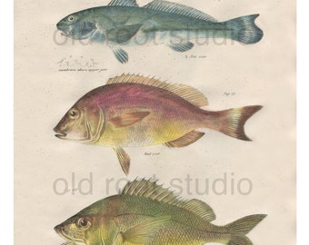Fish, Original Antique Print, Hand Painted, 1842; King Fish, Redmouth Fish. Original Antique Illustration Salt Water Ocean