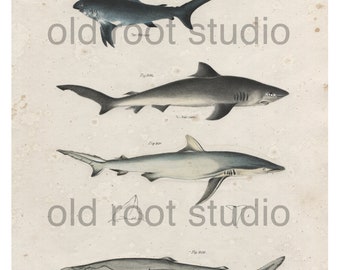 Hand Colored, Original Antique Print of Sharks; Thresher, Blue, Dusky and Nurse, Ocean Fish, 1842. Original Antique Illustration Ocean