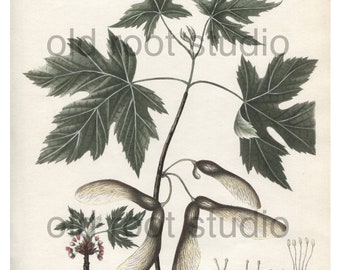 Antique Botanical Print, 1843, Acer Dasycarpum, Silver Maple, Antique Illustration, Hand Colored, Vintage Print, Antique Print