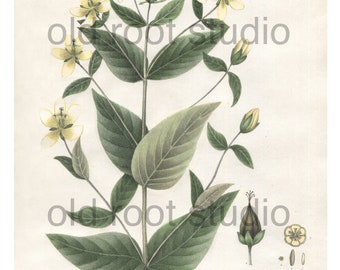 Antique Botanical Print, 1843, Hypericum pyramidatum or Giant St. John's Wort, Antique Illustration, Hand Colored, Vintage, Antique Print