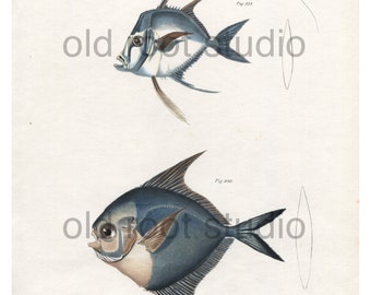 Hand Colored, Original Antique Print of Fish; Angel Fish & Harvest Fish, Ocean Fish, 1842. Original Antique Illustration, Salt Water, Ocean