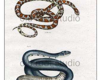 Snakes, Original Antique Print, Hand Painted, 1842; Milk Snake and Black Pilot Snake, Original Antique Illustration Hand Painted