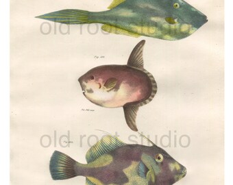 Fish, Original Antique Print, Hand Painted, 1842; Unicorn Fish, Head Fish, File Fish. Original Antique Illustration Fresh Water, Ocean