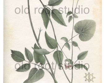 Antique Botanical Print, 1843, Thaspium altropurpureum or Purple-flowered Thaspium, Antique Illustration, Hand Colored, Antique Print