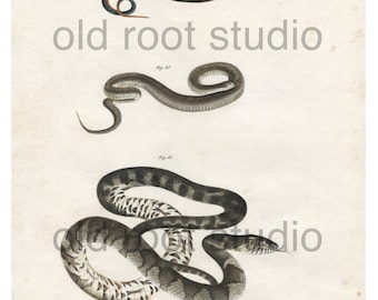 Hand Colored, Original Antique Print of Northern and Eastern Snakes; Ring Snake, Brown & Water Snake, 1842. Original Antique Illustration