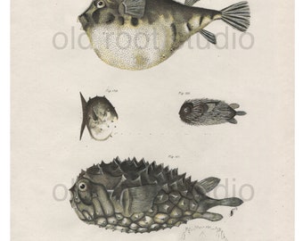 Hand Colored, Original Antique Print of Fish; Puffer, Globe and Balloon Fish, Fresh Water, Lake Fish, 1842. Original Antique Illustration