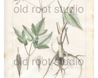 Antique Botanical Print, 1843, Osmorrhiza longistylis or Sweet Cicely, Antique Illustration, Hand Colored, Vintage Print, Antique Print