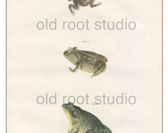 Frogs, Original Antique Print, Hand Painted, 1842; Common Toad, Bull Frong, Hermit Spade Foot, Original Antique Illustration Hand Painted
