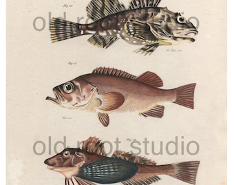 Hand Colored, Original Antique Print of Fish; Bullhead, Sebastes and Gurnard Fish, 1842. Original Antique Illustration Lake Ocean