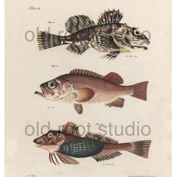 Hand Colored, Original Antique Print of Fish; Bullhead, Sebastes and Gurnard Fish, 1842. Original Antique Illustration Lake Ocean