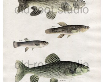 Hand Colored, Original Antique Print of Fish: Sucker and Killifish, Ocean Fish, Lake Fish, 1842. Original Antique Illustration Lake Ocean