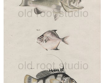 Hand Colored, Original Antique Print of Fish; Groper, Trachinotes and Coachman, 1842. Original Antique Illustration Lake Ocean Nautical