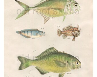 Fish, Original Antique Print, Hand Painted, 1842; Caranx, Chasmodes, Mouse Fish and Pilot. Original Antique Illustration Fresh Water, Ocean