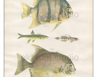 Fish, Original Antique Print, Hand Painted, 1842; Ephippus, Dace, Guby, Moon Fish, Original Antique Illustration Hand Painted